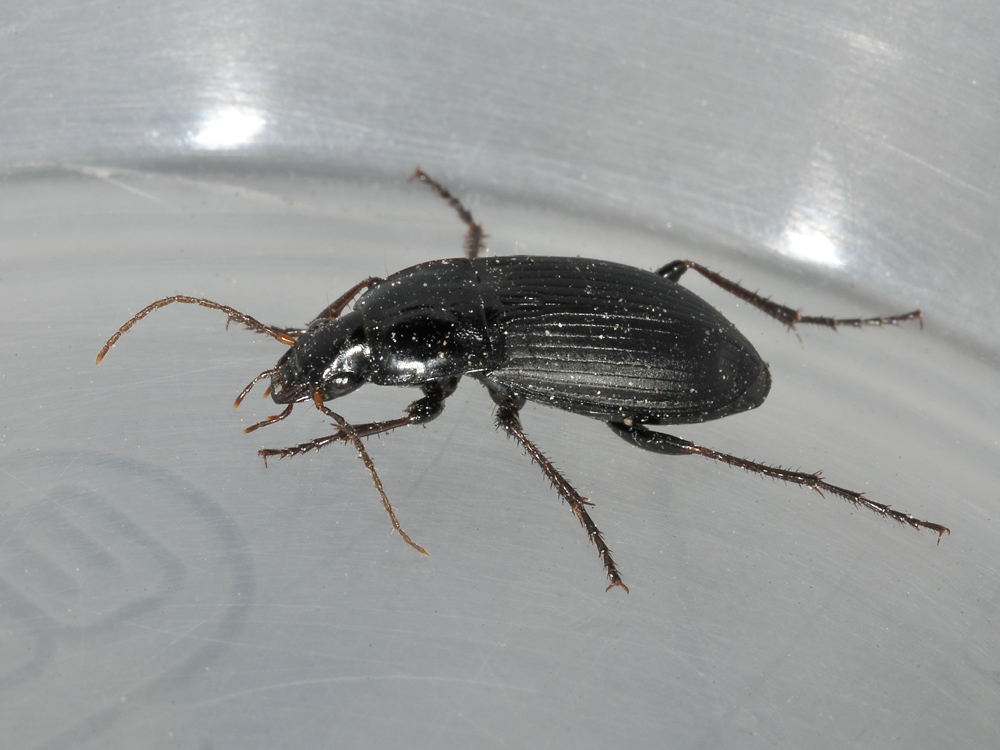 anisodactylus binotatus? No. Calathus fuscipes graecus